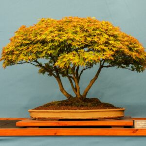 Bonsai